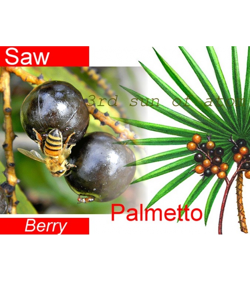 Saw Palmetto Berry